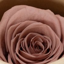 Artikel Rosenköpfe konserviert Romantisches Geschenk lang haltbare Rosen für besondere Anlässe 5cm 6St