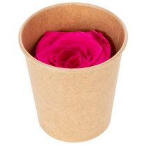Artikel Konservierte Rosen Deko Echte Blumen für Tischdeko einzigartige und nachhaltige Blüte 5cm 6St