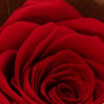 Artikel Konservierte Rosen Dekorativer Romantik Akzent für Wohnräume oder Hochzeiten 5cm 6St
