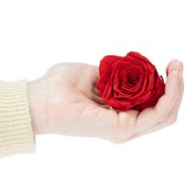 Artikel Konservierte Rosen Dekorativer Romantik Akzent für Wohnräume oder Hochzeiten 5cm 6St