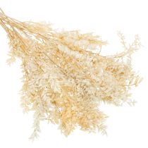 Artikel Ruscus getrocknet Dekozweig Ruscus gebleicht 200g