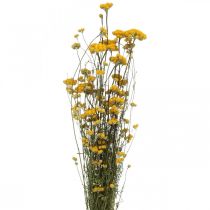 Floristik24 Bund Currystrauch, Trockenblume Gelb, Sonnengold, Italienische Strohblume L58cm 45g