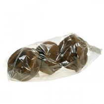 Artikel Paradiesnuss Pflanztopf Natur Sapucaia Ø14cm H10cm 3 St