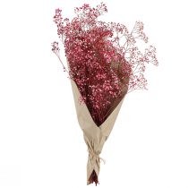 Artikel Schleierkraut Rispiges Gipskraut in Berry L50cm 55g