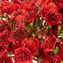 Artikel Kunst Schleierkraut rot Bouquet als Blumendeko 30cm 10St