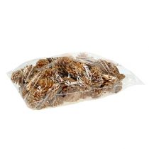 Artikel Schwarzkieferzapfen Deko Zapfen Creme 5-8cm 1kg