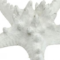 Artikel Seesterne Deko groß getrocknet Weiß Noppenseestern 15-18cm 10 St