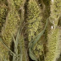 Artikel Borstenhirse Setaria Trockenblumen für rustikale und stilvolle Wohnaccessoires 75cm 220g