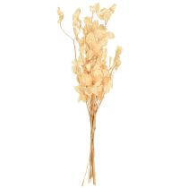 Artikel Silberblatt getrocknet Lunaria Champagner 65-70cm 20g