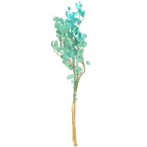 Artikel Silberblatt getrocknet Mondviole Lunaria Hellblau 65-70cm 20g