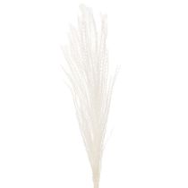 Artikel Trockenblumen Silbergras Elegante natürliche Dekoration für Zuhause und Büro 70cm 10St