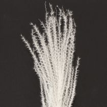 Artikel Trockenblumen Silbergras Elegante natürliche Dekoration für Zuhause und Büro 70cm 10St