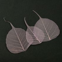Artikel Skelettierte Bodhi-Blätter für kreative Dekorationen