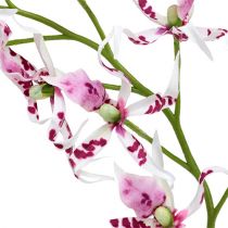 Spinnenorchideen Brassia Pink-Weiß 108cm 3St