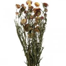 Floristik24 Strohblume Gelb, Rot getrocknet Helichrysum Trockenblume 50cm 60g