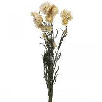 Floristik24 Trockendeko Strohblume Creme Helichrysum getrocknet 50cm 30g