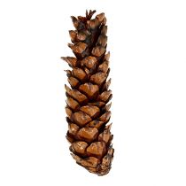 Artikel Strobus Zapfen 15 - 20cm lackiert 100 St