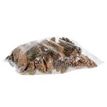 Artikel Strobus Zapfen 20 - 25cm lackiert 50 St