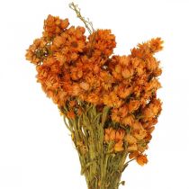 Strohblumen Trockenblumen Orange Klein 15g
