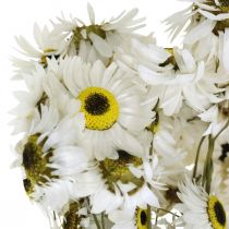 Acroclinium Weiß, Trockenpflanzen, Strohblumen, Trockenfloristik L20–40cm 25g