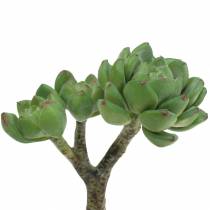 Artikel Sukkulente Echeveria künstlich Grün H15cm