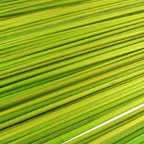 Artikel Deko-Stäbe Tonkin 70cm Hellgrün 150 St