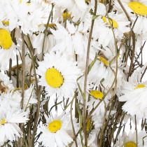 Artikel Trockenblumen Acroclinium Weiße Blüten Trockenfloristik 60cm 80g