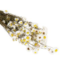 Artikel Trockenblumen Acroclinium Weiße Blüten Trockenfloristik 60cm 80g