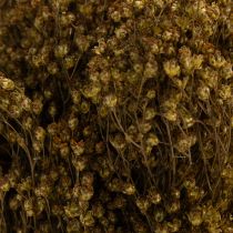 Artikel Trockenblumen Broom Bloom Olivgrün 160g 48cm