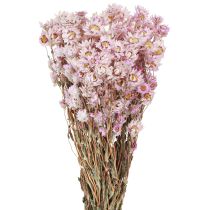 Artikel Trockenblumen Bund Trockendeko Kamille Pink 65cm 50g