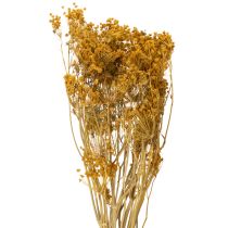 Artikel Trockenblumenstrauß Dill mit zarten Blüten für romantische Vintage-Dekoration 55cm