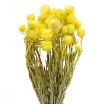 Artikel Trockenblumen Capblumen Gelb Strohblumen H42cm