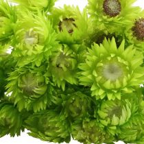 Artikel Trockenblumen Deko Capblumen Strohblumen Gefärbt H42cm
