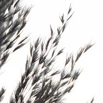 Artikel Trockengras Riedgras Schwarz 70cm Dekoration Trend 10 Stk