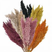Artikel Trockengras Riedgras getrocknet Verschiedene Farben 70cm 10St