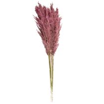 Artikel Trockengras Riedgras getrocknet Dekogras Altrosa 75cm 10 St