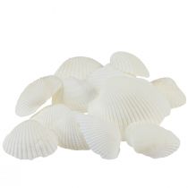 Weiße Muscheln Deko Herzmuscheln Cremeweiß 2-3,5cm 300g