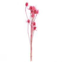 Artikel Wilde Karde Trockendeko Rosa Disteln 53cm 10 Köpfe