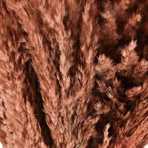 Artikel Schilfrohr Trockendeko Apricot 75cm 10 St Boho Pampasgras