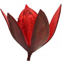 Artikel Wildlilie Rot Naturdeko Trockenblumen 6-8cm 50St