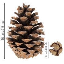 Artikel Zapfenmix Natur Zapfen zum Basteln und für Adventsdeko 2-10 400g