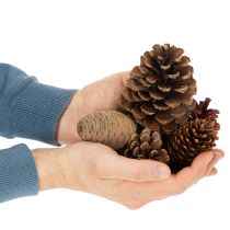 Artikel Zapfenmix Natur Zapfen zum Basteln und für Adventsdeko 2-10 400g