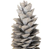 Artikel Zuckerkieferzapfen Weißgewaschen 20cm - 30cm