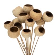 Artikel Bell Cup Mix am Stiel Natur Exoten 15 St