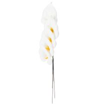 Artikel Calla mittel am Draht 50 St