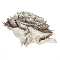 Artikel Zeder Zapfen geschnitten wie Rose Cedarrose 4-6cm weiß/natur 50 St