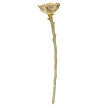 Artikel Compacta Rosette Proteen Grün gefrostet Ø4-5,5cm 20 St