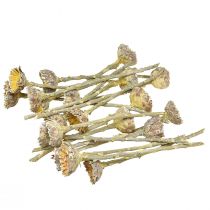 Artikel Compacta Rosette Proteen Grün gefrostet Ø4-5,5cm 20 St