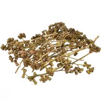 Artikel Eukalyptuszweige Natur Deko Exoten Eukalyptus 20-30cm 25 St