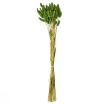 Artikel Hasenschwanzgras Ziergras Lagurus Olivgrün L65cm 50g